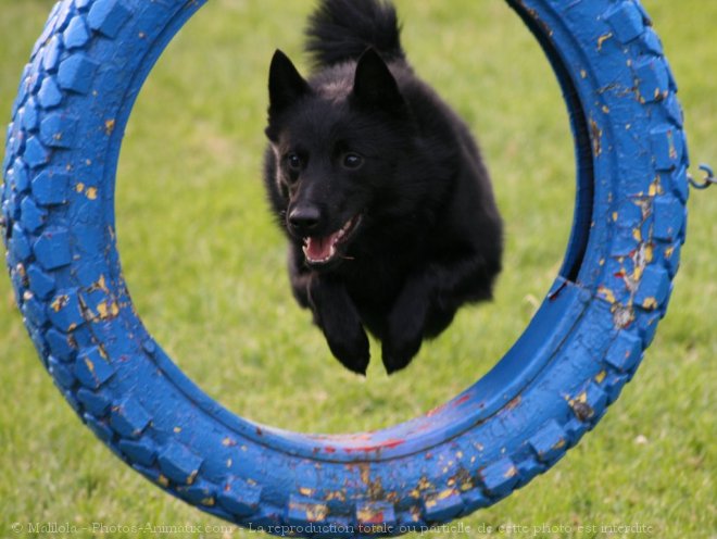 Photo de Schipperke