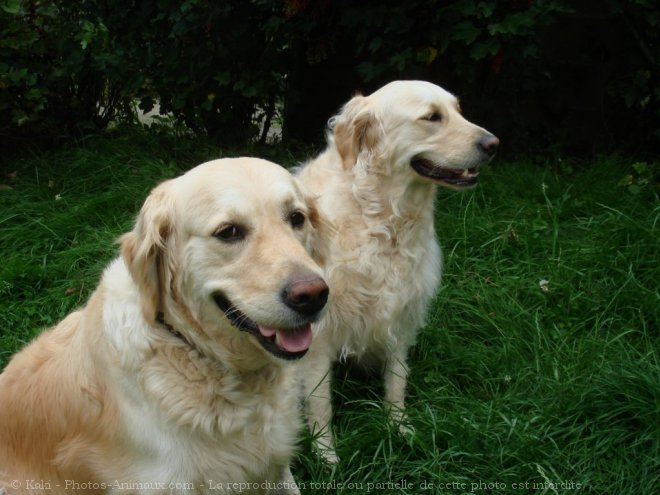 Photo de Golden retriever