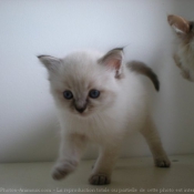 Photo de Ragdoll