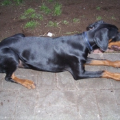 Photo de Dobermann