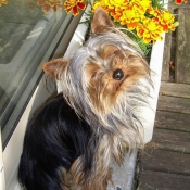 Photo de Yorkshire terrier