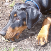 Photo de Dobermann