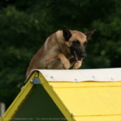 Photo de Berger belge malinois