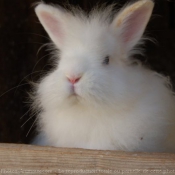 Photo de Lapin