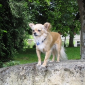 Photo de Chihuahua  poil long