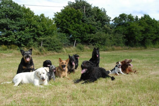 Photo de Races diffrentes