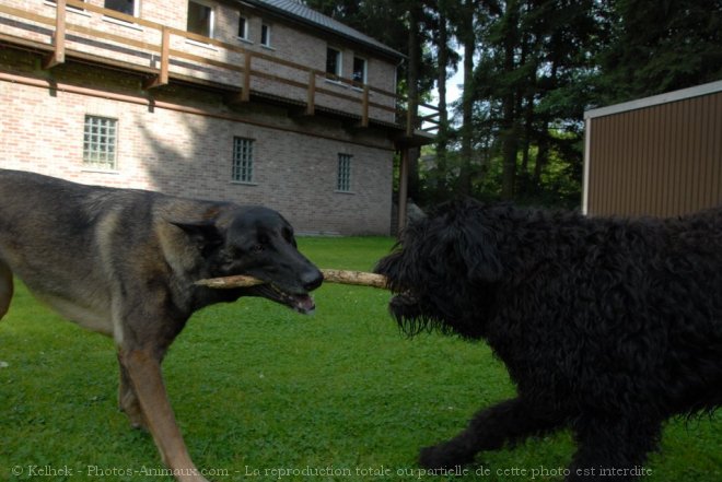 Photo de Races diffrentes