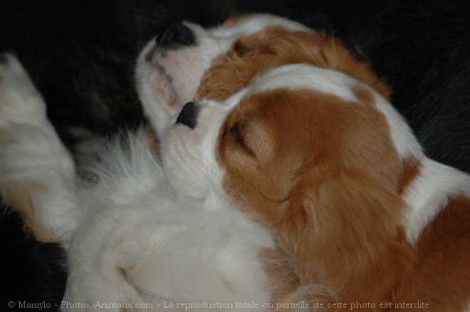 Photo de Cavalier king charles spaniel