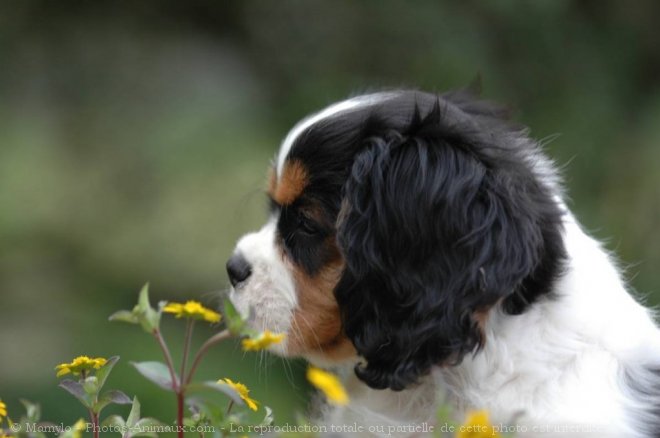 Photo de Cavalier king charles spaniel