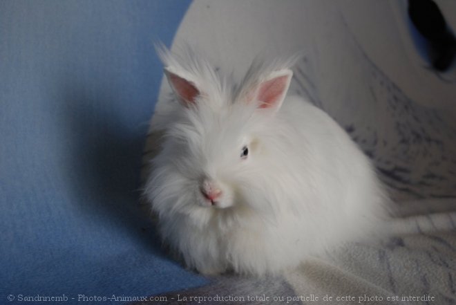 Photo de Lapin