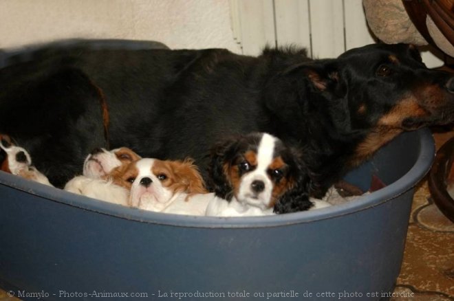 Photo de Cavalier king charles spaniel