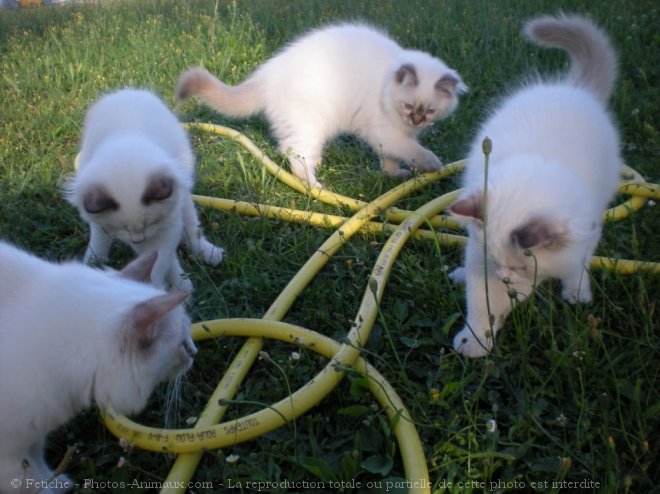 Photo de Ragdoll