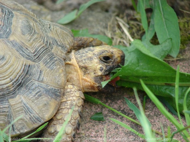 Photo de Tortue