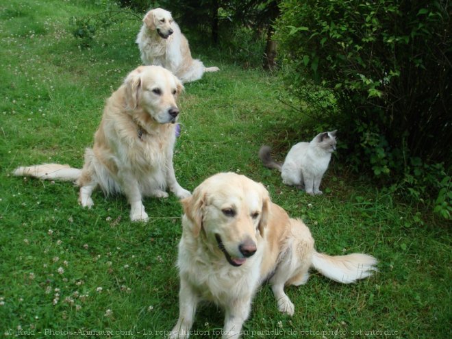 Photo de Golden retriever