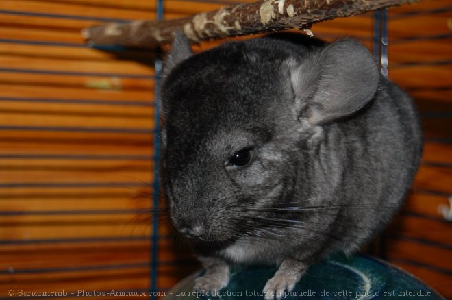 Photo de Chinchilla