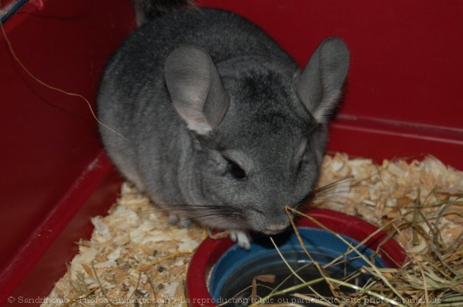 Photo de Chinchilla