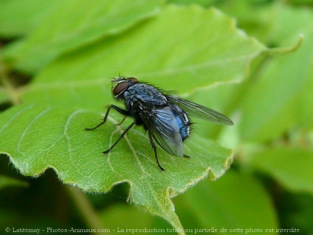 Photo de Mouche