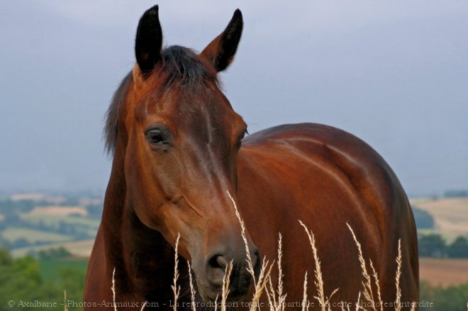 Photo de Selle franais