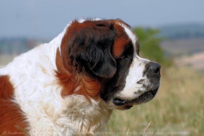 Photo de Saint-bernard poil long