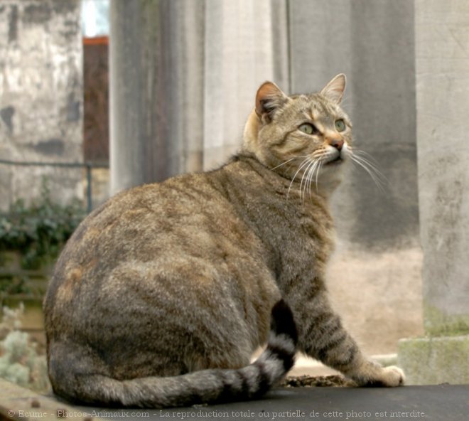 Photo de Chat domestique