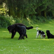 Photo de Races diffrentes