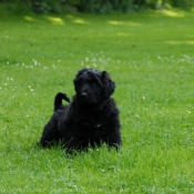 Photo de Bouvier des flandres