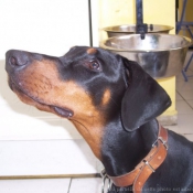 Photo de Dobermann