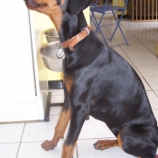 Photo de Dobermann