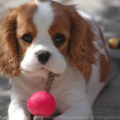 Photo de Cavalier king charles spaniel