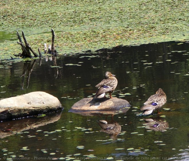 Photo de Canard