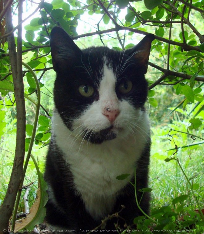 Photo de Chat domestique