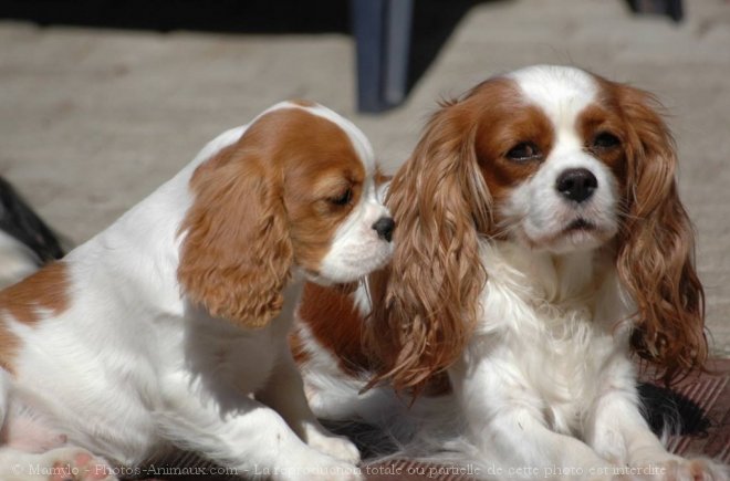 Photo de Cavalier king charles spaniel