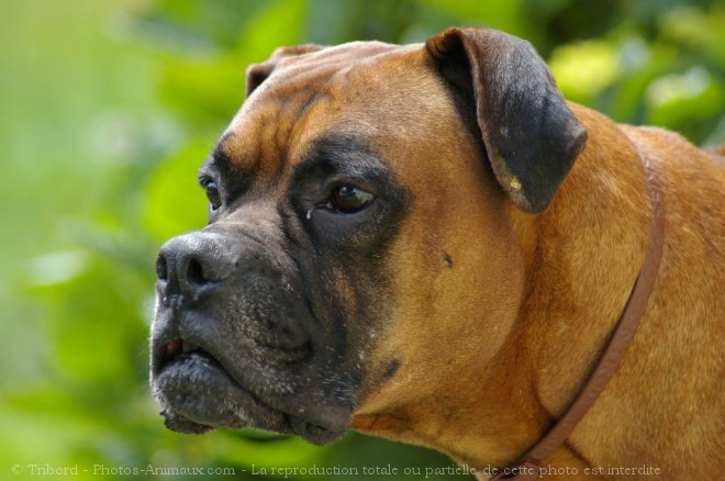 Photo de Boxer