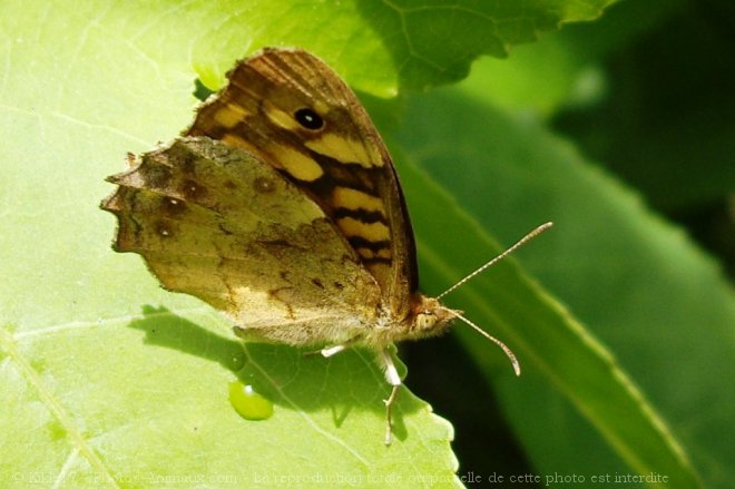 Photo de Papillon