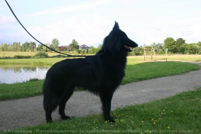 Photo de Berger belge groenendael