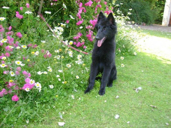 Photo de Berger belge groenendael