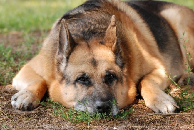 Photo de Berger allemand  poil court