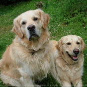 Photo de Golden retriever