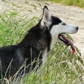 Photo de Husky siberien