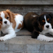 Photo de Cavalier king charles spaniel