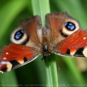 Photo de Papillon - paon du jour