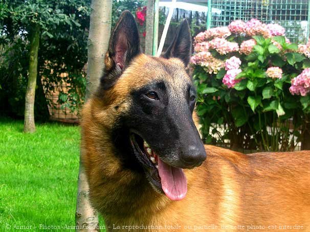 Photo de Berger belge malinois