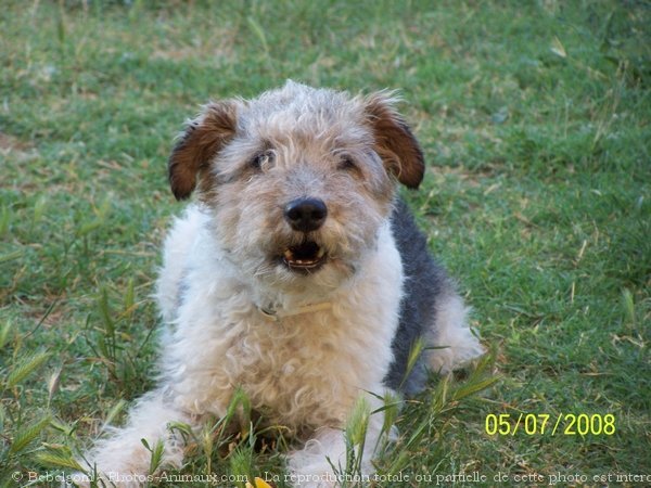 Photo de Fox terrier  poil dur