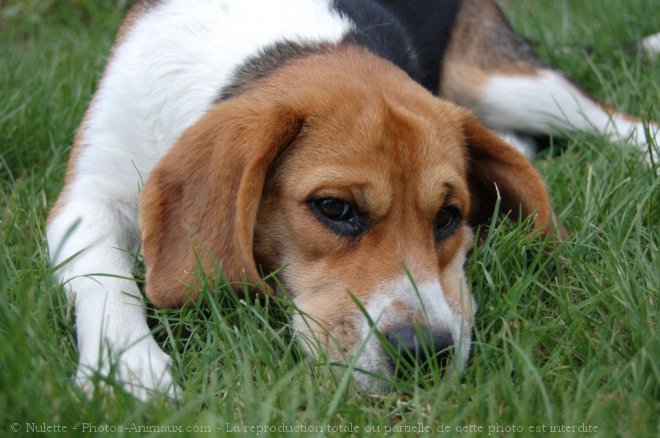 Photo de Beagle