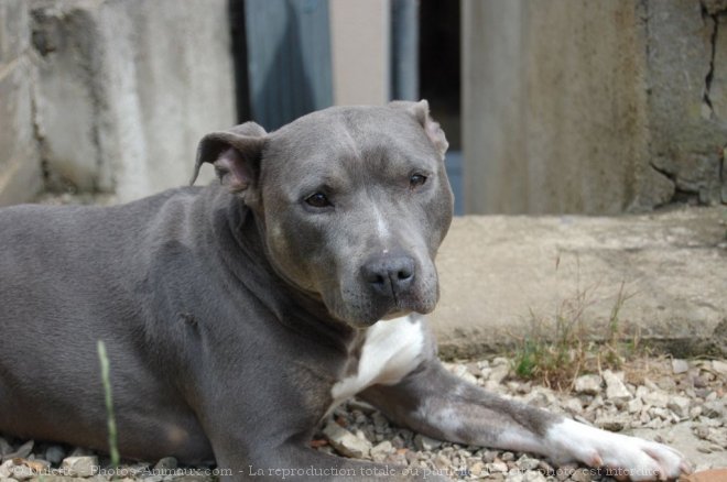 Photo d'American staffordshire terrier