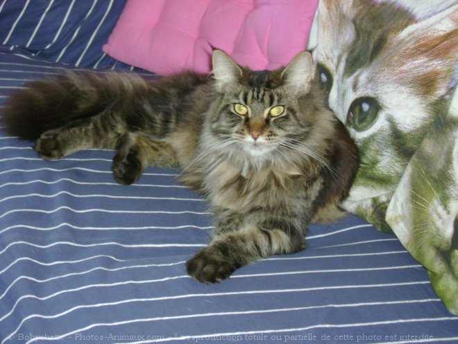 Photo de Maine coon