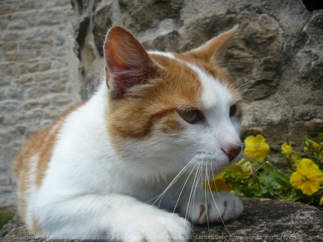 Photo de Chat domestique