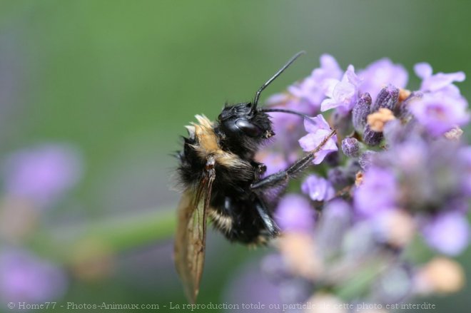 Photo d'Abeille