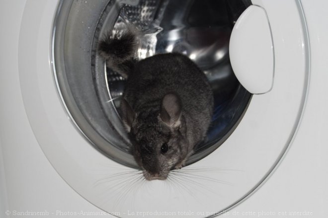 Photo de Chinchilla