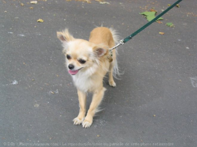 Photo de Chihuahua  poil long